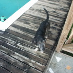 Der alte, graue Hund von Speyside, Tobago