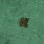 Eine der harmlosen Quallen